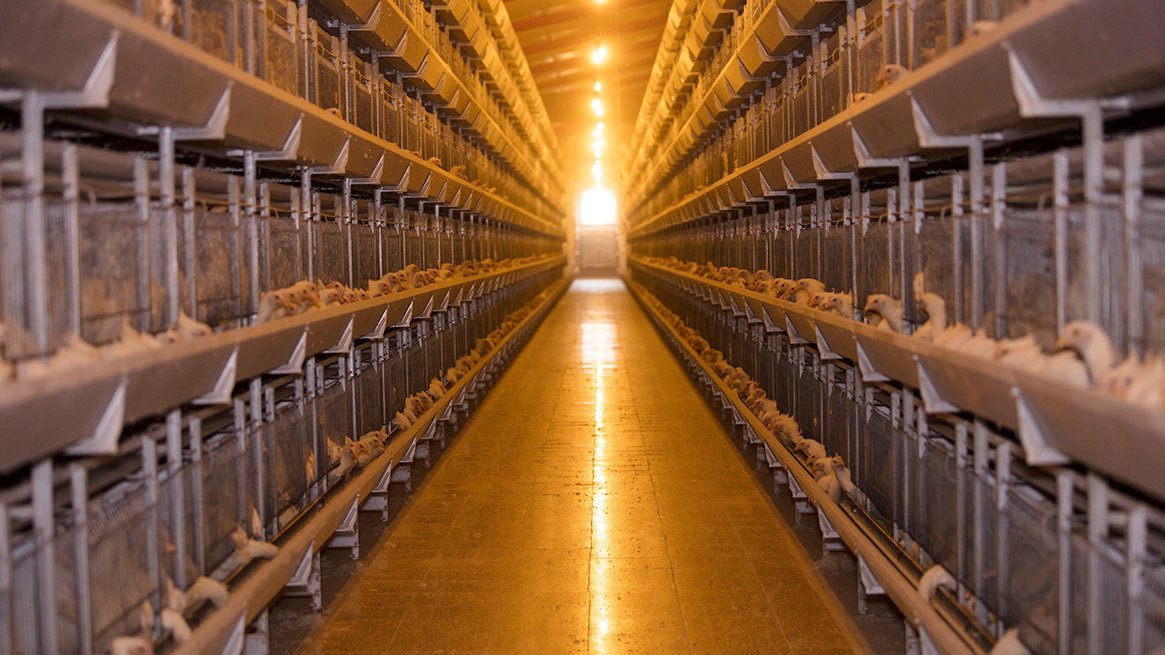 Automatic feeding and egg collection lines along a poultry house aisle